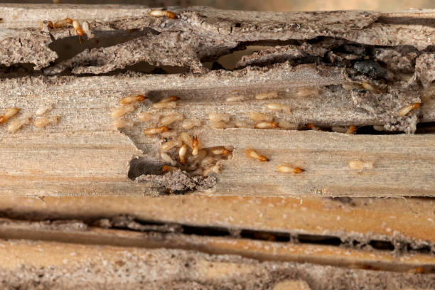 Best Flea Control Services  in Jackson, LA